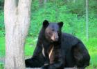 Ray Gildow spotted this bear near his home. (Submitted photo)
