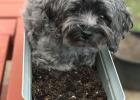 Wickett, a beloved Yorkipoo belonging to the Frame family of Motley, was killed Feb. 3, in a baited kill trap at their neighbor’s residence. The Frames are hoping that an ordinance will be drafted to prohibit kill traps within city limits, ensuring that a tragedy like this does not happen again. (Submitted photo)